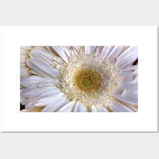 White Flower Posters and Art